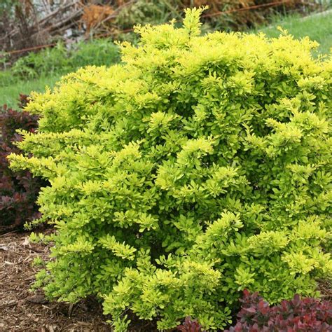 proven winners citrus barberry.